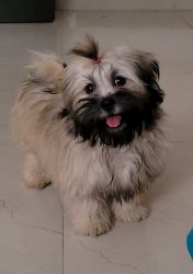 lhasa apso female puppy (Bella)