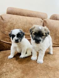 Lhasa Apso/Shih tzu over a month old