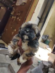 Super Active Lhasa apso puppy for sale