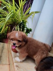 Cute Lhasa apso puppies looking for new parents