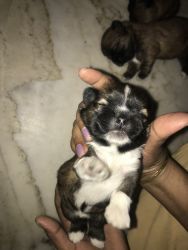 Puppies on sale 15 days new born puppies 2 female 2 male