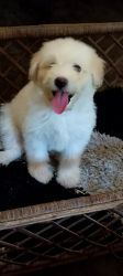 Lhasa apso puppy for sale