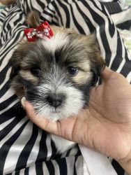 Lhasa babies 45 days up for sale with certificate and puppy dp vaccine