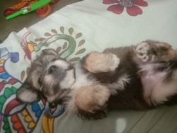 Lahasa apso for sale