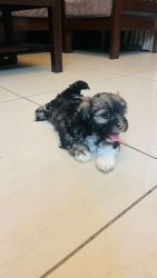 Lhasa Apso Puppy for Sale