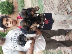50 days old Cute Lahsa Apso females
