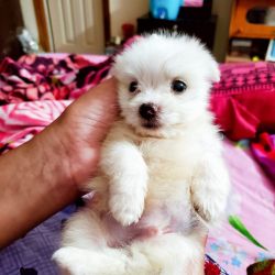 65 days lhasa apso white puppy available at tirupati