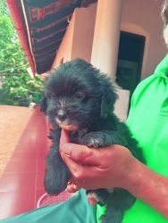 Lhasa Apso puppies for sale