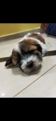 Lhasa Apso For Sell