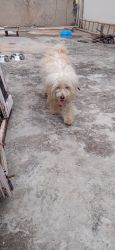 Lhasa apso for sale