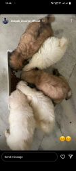 apso puppies for sale both male and female