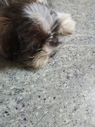 Lhasa apso male puppy for sale available at very reasonable price