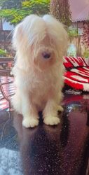 Male Lhasa apso for sale