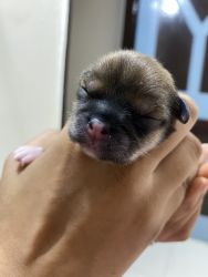 Lhasa Apso Male and Female Puppy are available