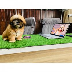 Want to sell my male lhasa apso