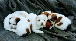 Lhasa apso pups for new homes