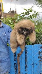 Lhasa apso female and shitzu available