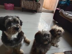 Lhasa dog puppy