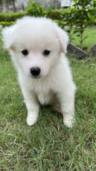 Pure white Lhasa Aaso dog puppy.