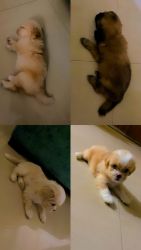 60 days Lhasa apso puppies - First born babbies