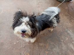 Lhasa Apso puppy for sale in Coimbatore