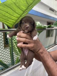 Lhasa apso uncertified pups born at home