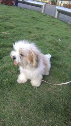2 years Old Female Lhasa Apso