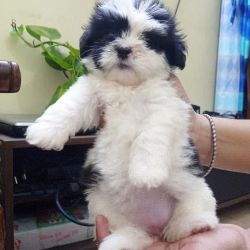 Lhasa apso puppies available