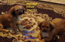 Short- haired Lhasa Apso Puppies