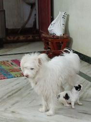 Lhasa apso Female dog and male puppy both