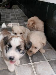 4 puppies - 45 days age