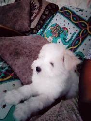 Quality Lahsapso Puppy for sale