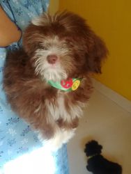 Show quality Lhasa apso puppy available in Jharkhand