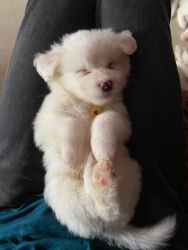 New Lhasa apso Puppies for Sale