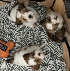 Lhasa Apso 239 Florida Pups for Sale