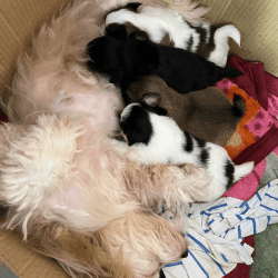 Lhasa apso puppies for sales