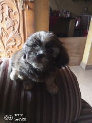 Lhas Apso puppies available