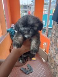 Available puppies
