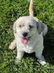 6 YEAR OLAD FEMALE LHASA APSO FOR SALE