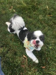 MALE LHASA APSO 4 1/2 YEAR OLD