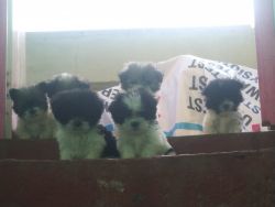 Dog male and female 45 days puppy's available