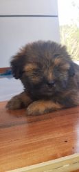 For sale lhasa apso puppy