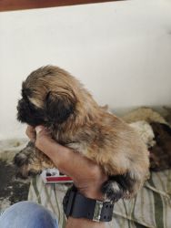Lhasa apso puppys for sale contact :xxxxxxxxxx