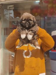 Trust Kennel Lhasa Apso Pups Availability In Delhi