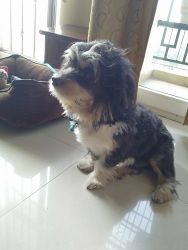 Small breed dog available for urgent adoption