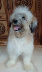 Lhasa apso male puppy for sale