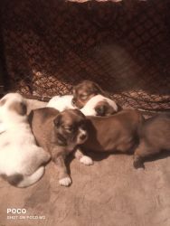 Have a6 puppies of lhasha apso for sale