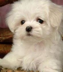 Snow White LHASA APSO puppies available..