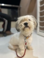 1.5 Year Female Lhasa Apso for Sale