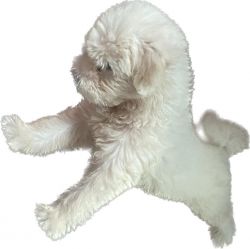 Lhasa Apso male puppy